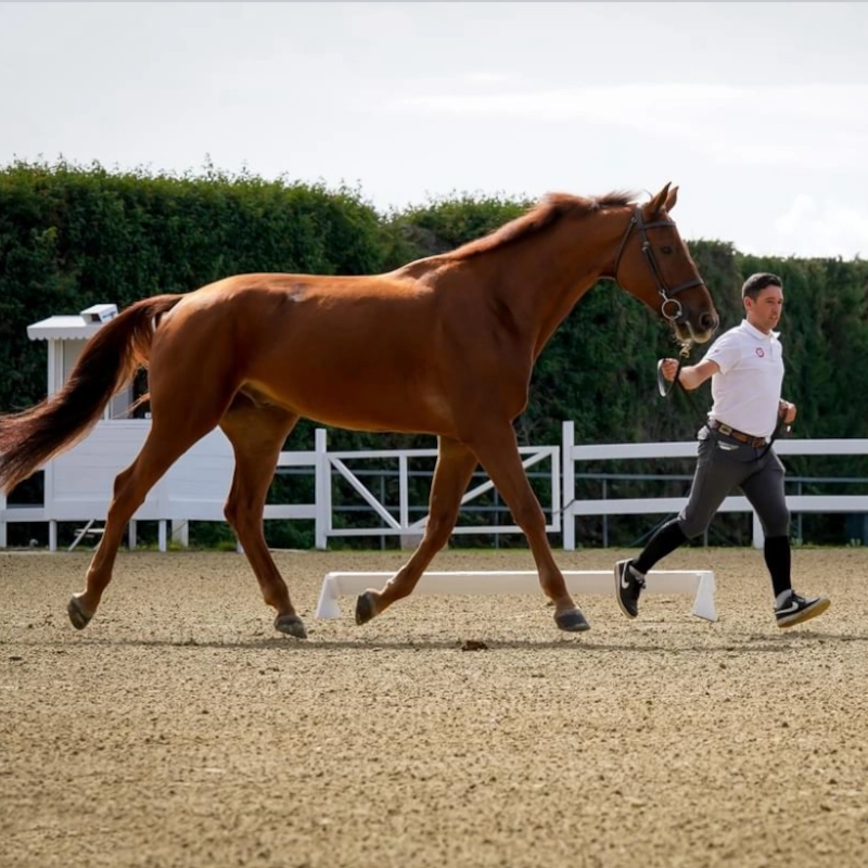 fdg horses alta competicion 53