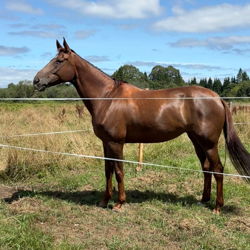fdg horses alta competicion 55
