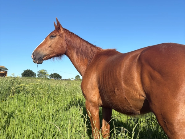 fdg horses compra de caballos