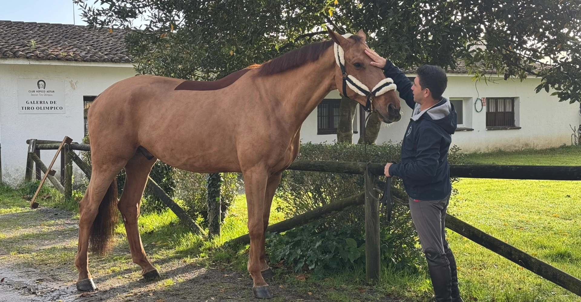 fdg horses consultoria ecuestre