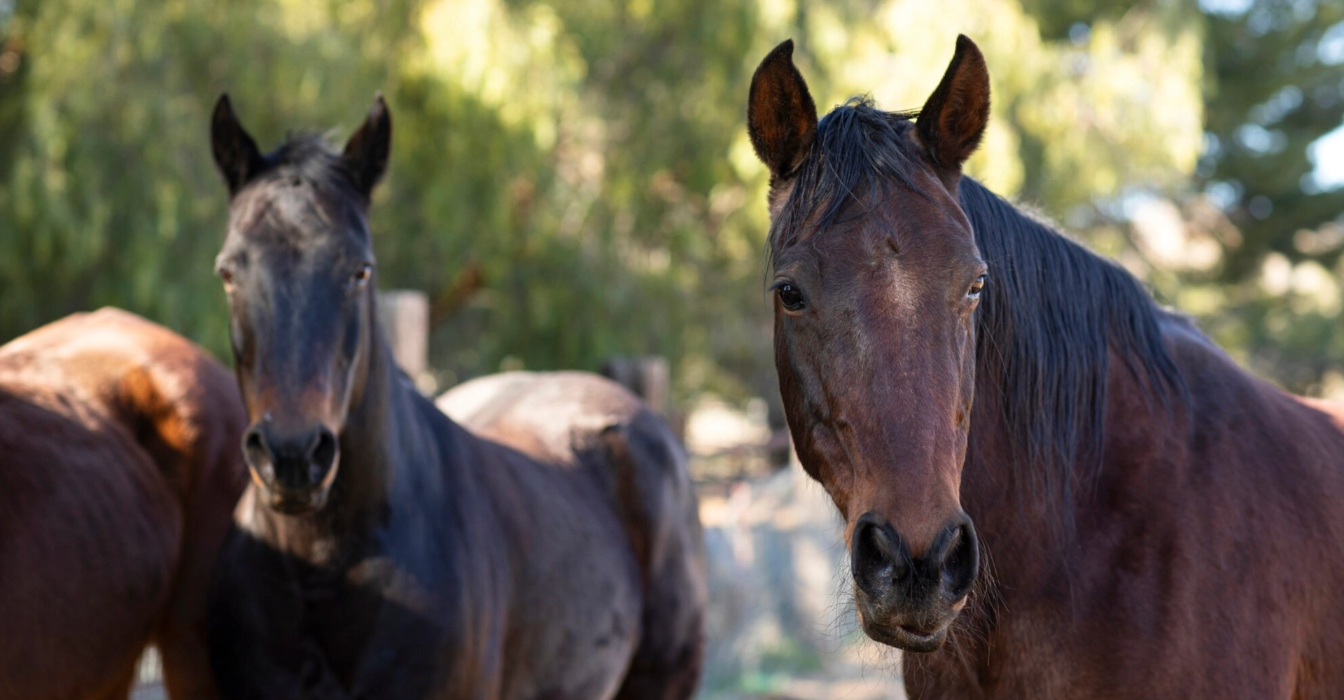 fdg horses gestion equina compra caballos 02