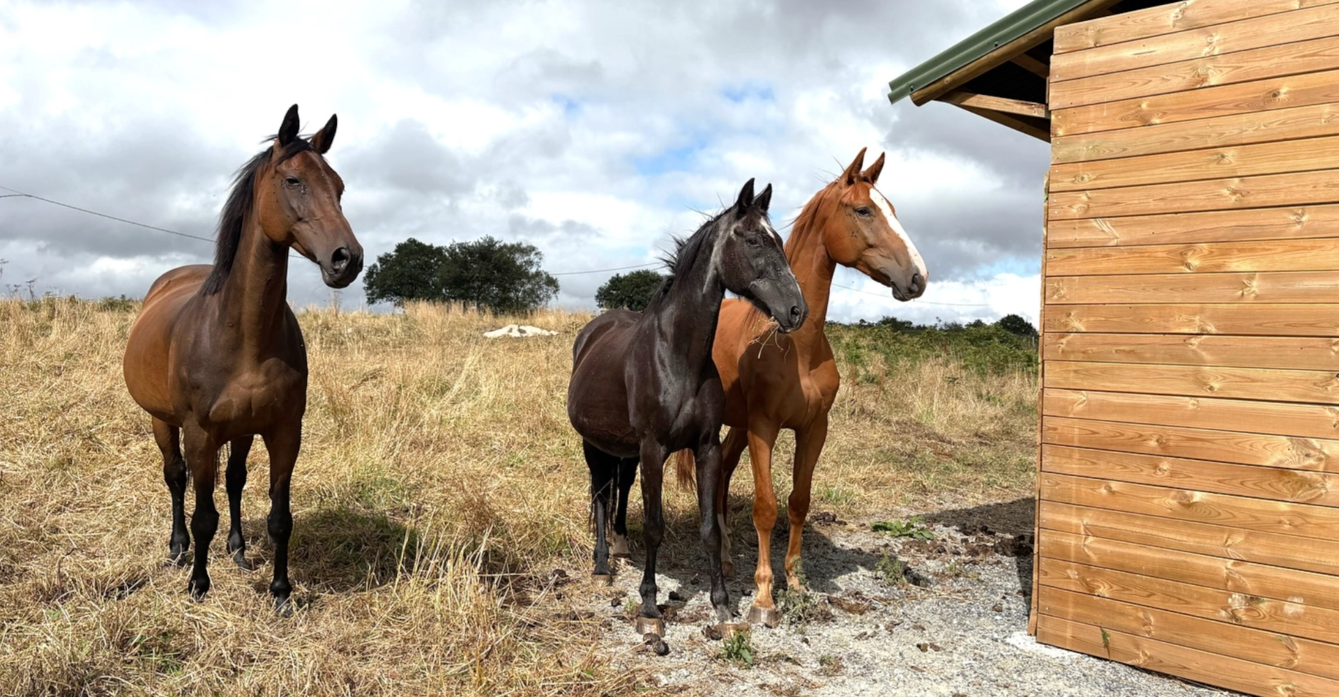 fdg horses gestion equina venta caballos 01