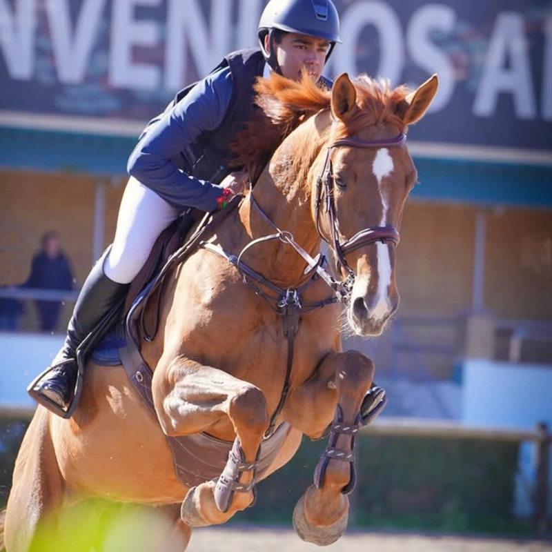 fdg horses gestion equina venta caballos 03