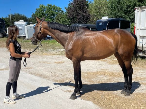fdg horses inversiones