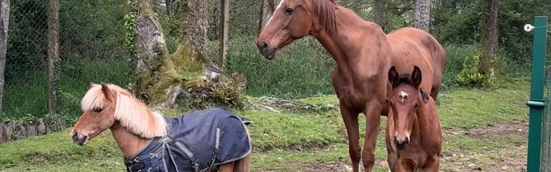 alquiler-caballos-y-ponys
