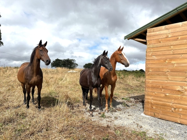 centro-ecuestre-bretema-galicia-06