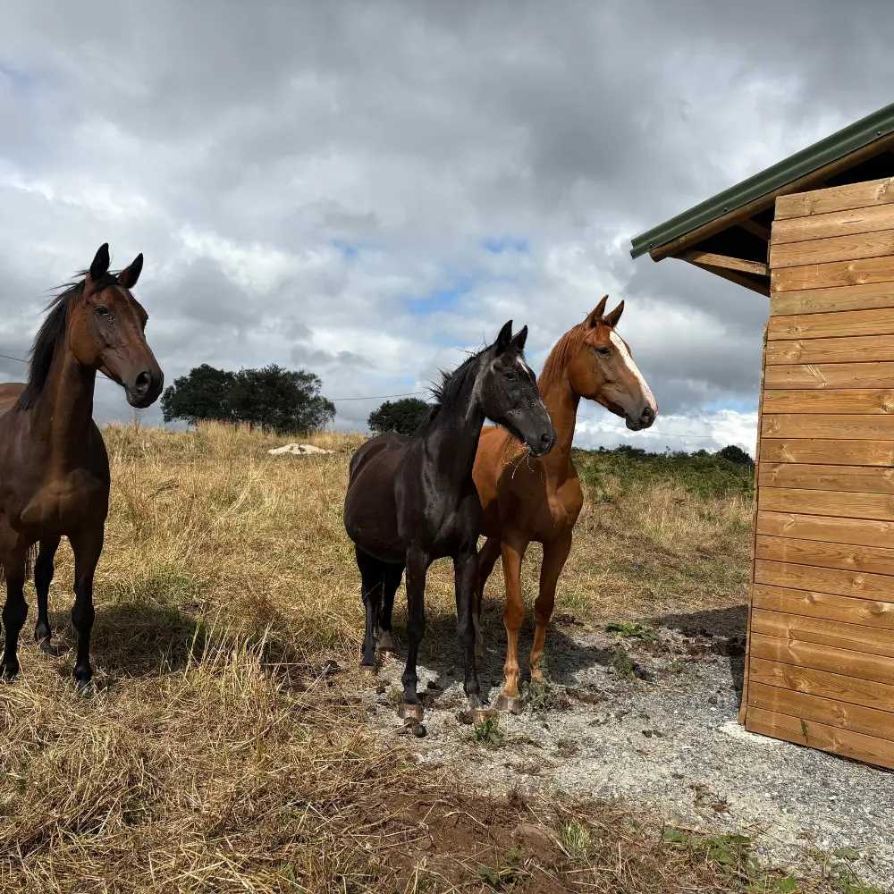 fdghorses